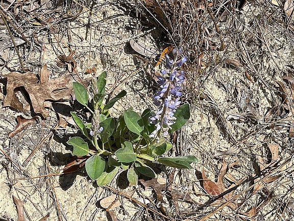 Native Lupinus on lot 4