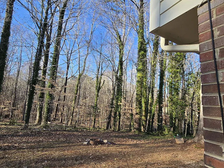 Side- facing wooded area in backyard