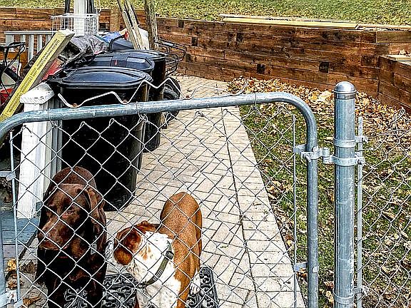 Fenced in yard for friends