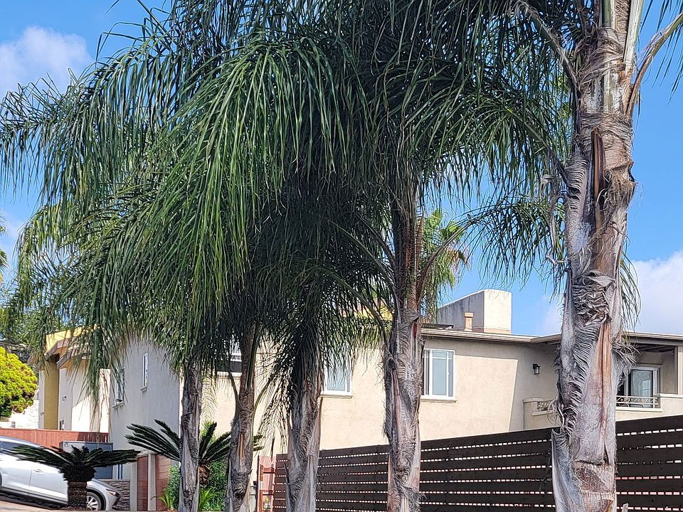Palm trees in front of privacy fence at 5747 Lauretta Street Apartments in San Diego, California.