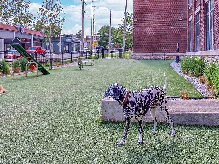 dalmation in pet park pet friendly apartments