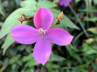 Maui Rd, Pahoa, HI 96778