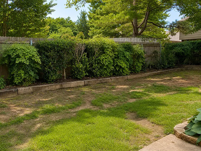 Back yard