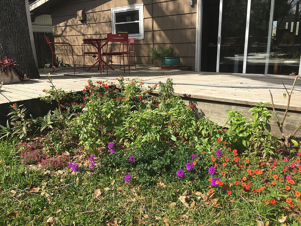 Backyard butterfly garden