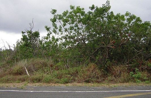 2nd image of King Kamehameha Blvd Lot 19