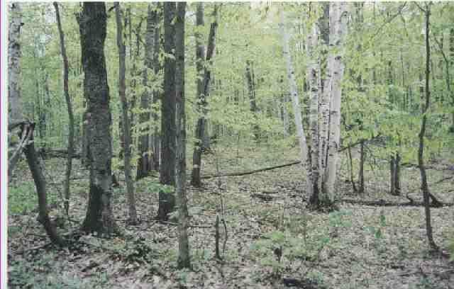 2nd image of Webster Rd
