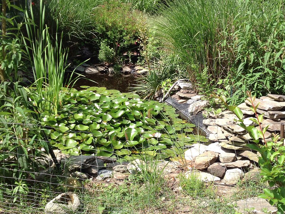 Pond at outdoor Gazebo