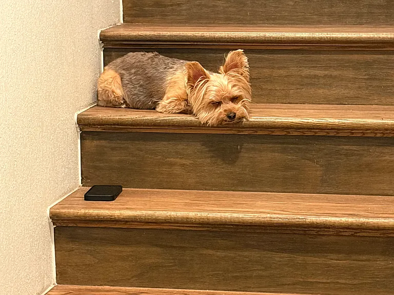 yogi 3
