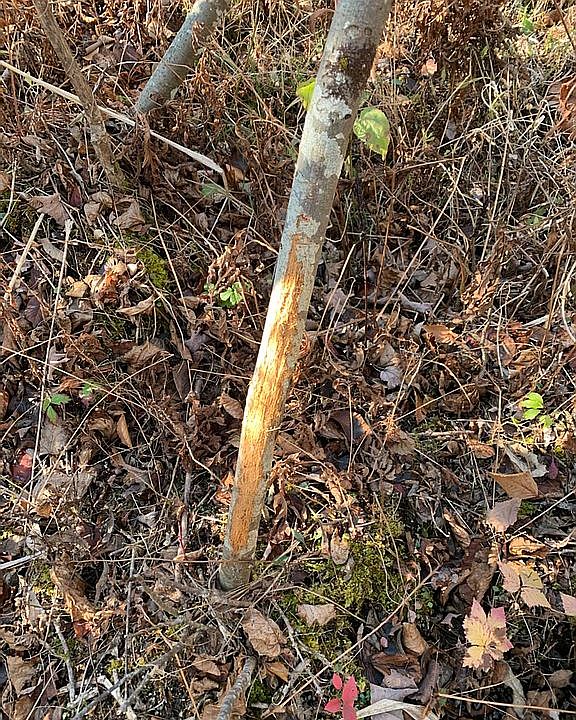 1639 County Route 38, Parish, NY 13131 Zillow