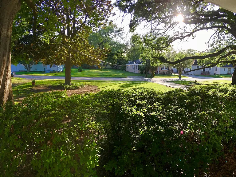 Magnolia tree and live oak tree in front yard