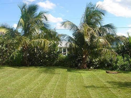 coconut palms