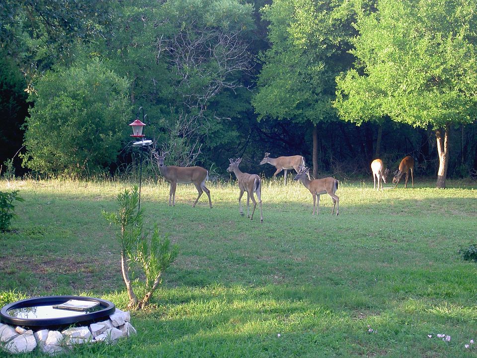 Backyard/Greenbelt-Creek