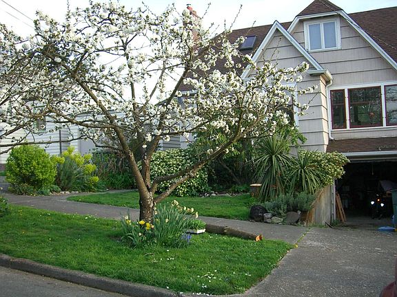 Spring in front of the house