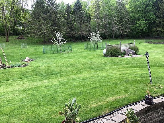 Backyard apple trees