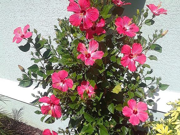 Beautiful front yard garden 