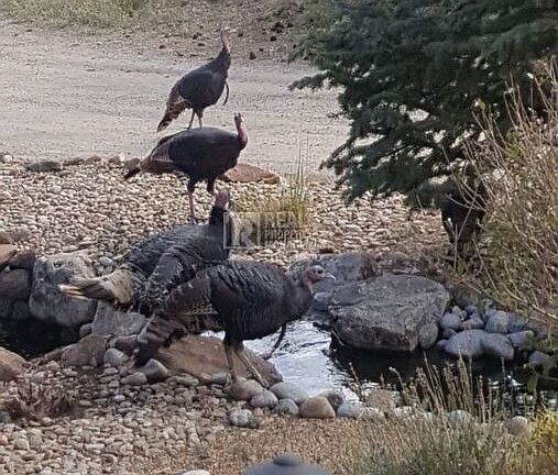 3rd image of 25462 Westridge Rd