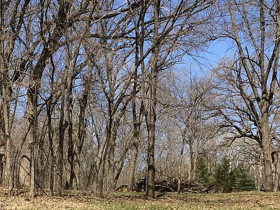 Woods full of wildlife