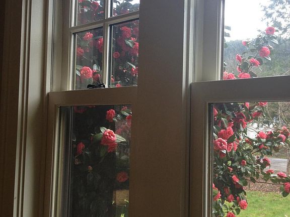 Camelias blooming in Spring, seen from dining room window