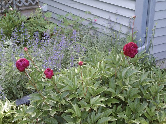 Peony in front garden.