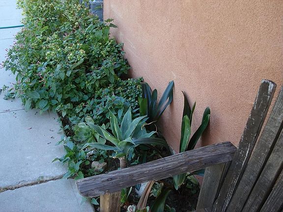 Plants in Front Planters