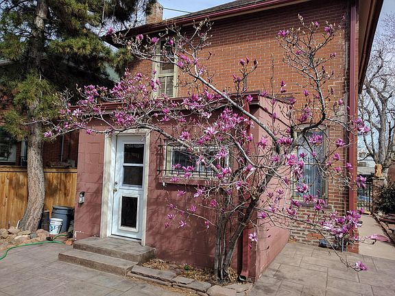 Backyard, mudroom, flowering magnolia