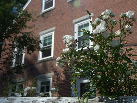 Rose Bushes lining property