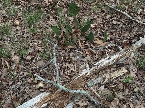 0 Julian, Hot Springs National Park, AR 71913