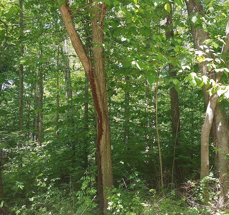 1st image of Woodland Dr