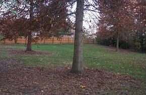 back yard