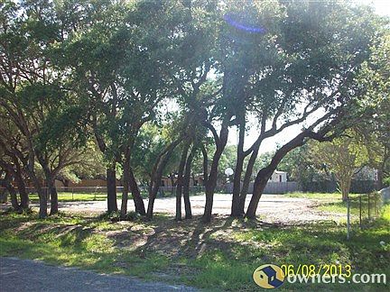 Large Oak Trees