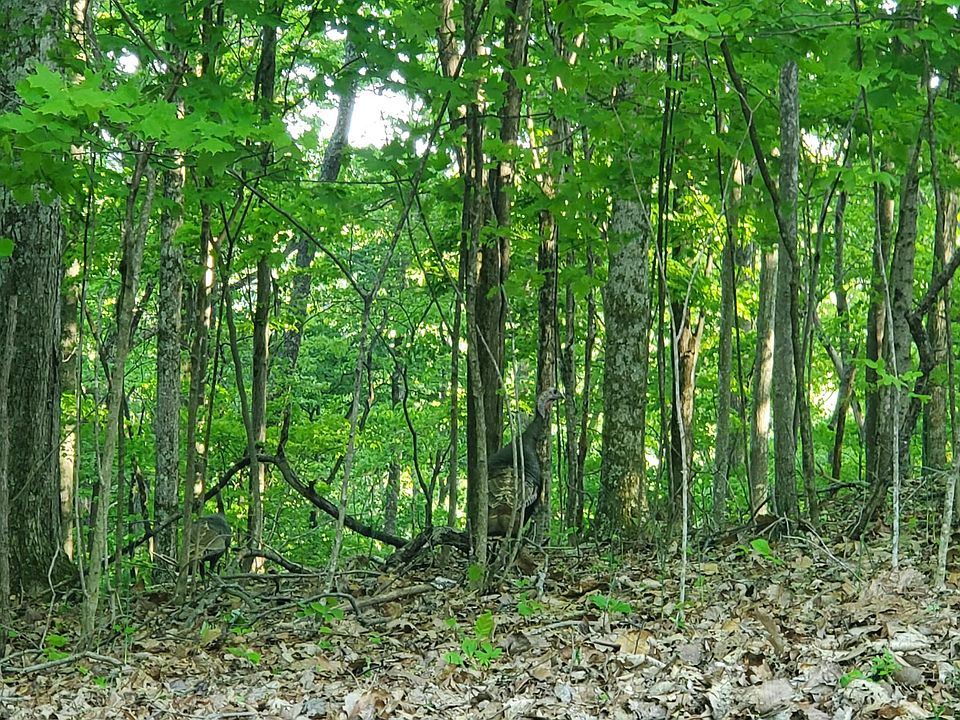 1st image of Running Deer Trl