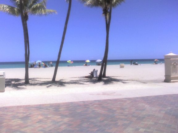 Mites from Hollywood Beach