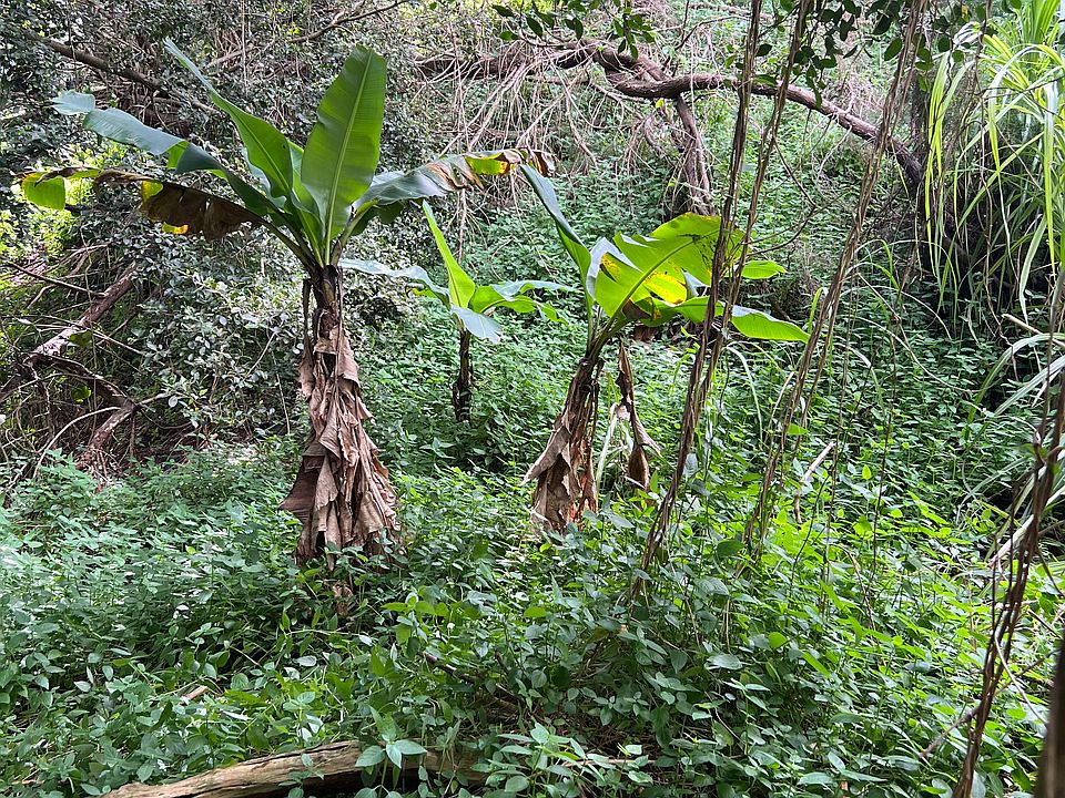 2nd image of Puuwai Rd