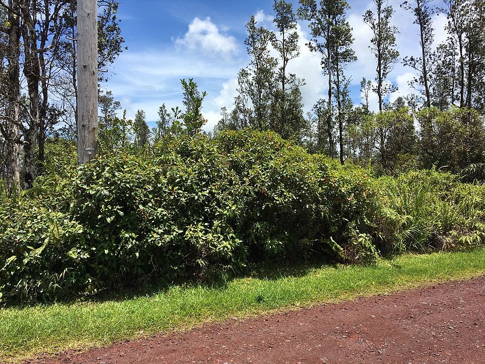 2nd image of Hibiscus Dr Lot 25