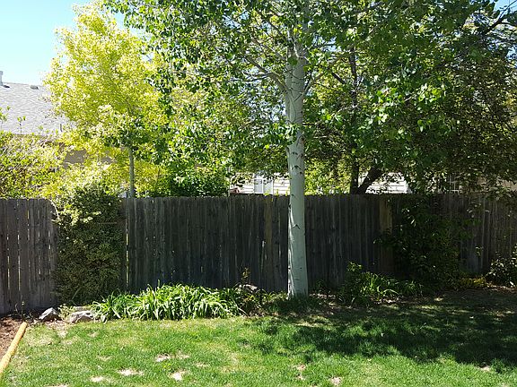 Mature back yard trees