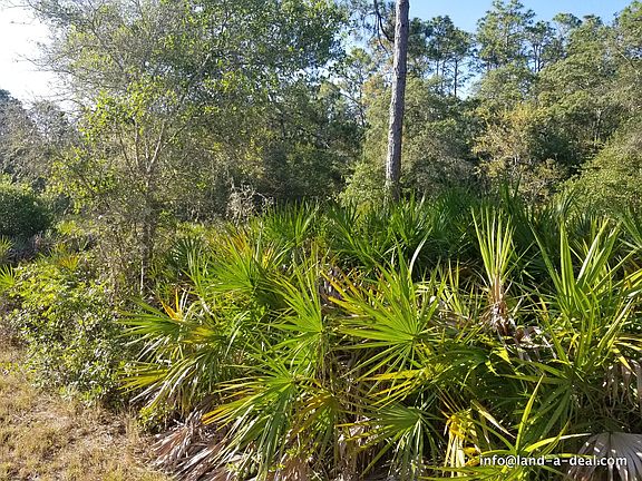 3rd image of 11732 W Cockscomb Dr