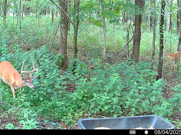 2nd image of 510 Rogues Fork Rd