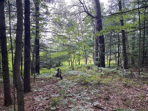 Mostly wooded lot