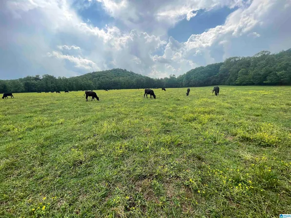 4054 Childersburg Fayetteville Hwy #O, Childersburg, AL 35044