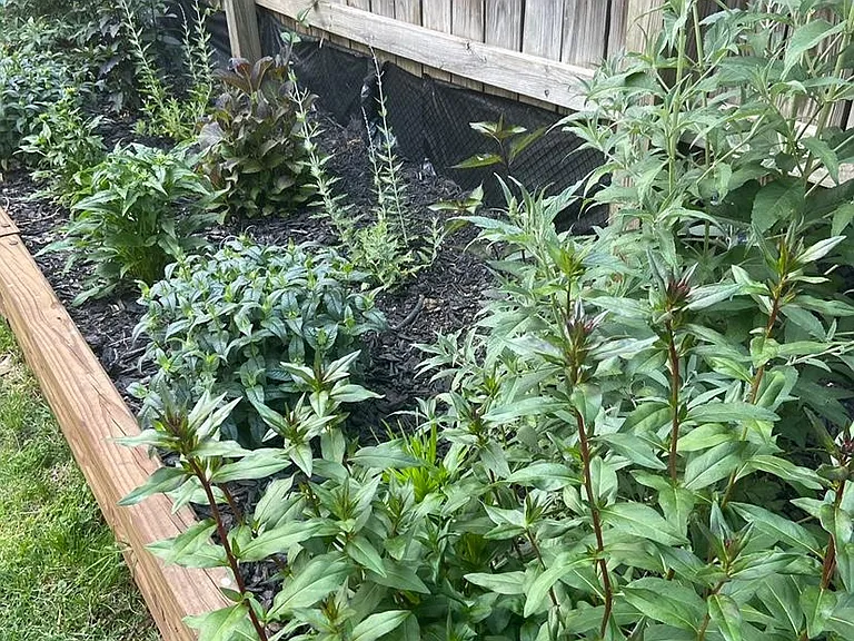 backyard garden bed
