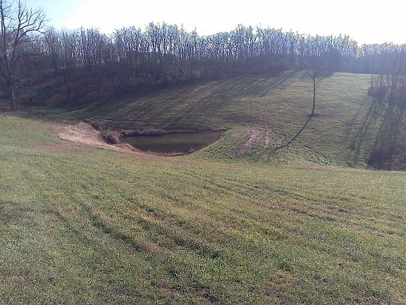 All the critters visit this pond