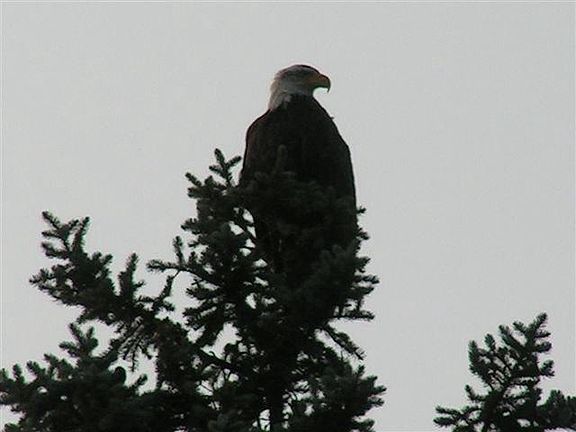 Wild life abounds!  A Bald eagle
