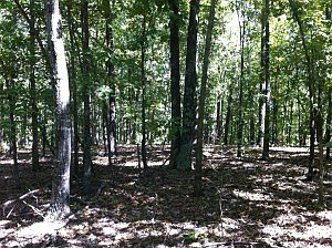 1st image of Off Robinwood Ln