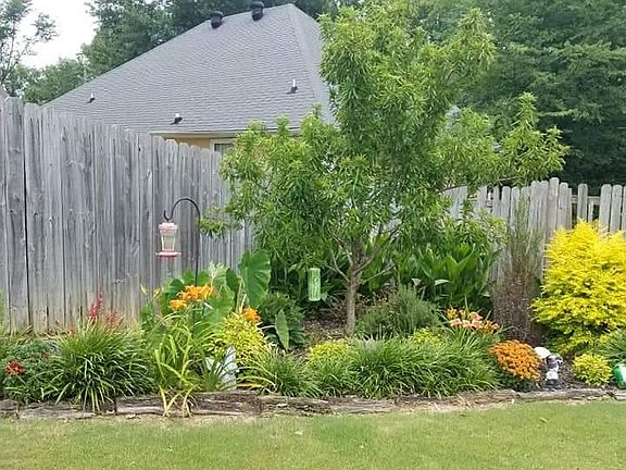 Back yard