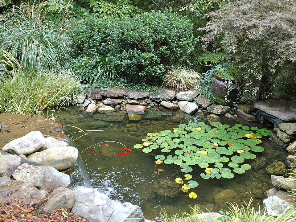 Koi pond