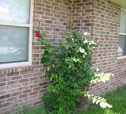 4th image of 1011 N Hutchinson Ave