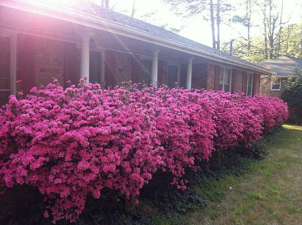 Azaleas