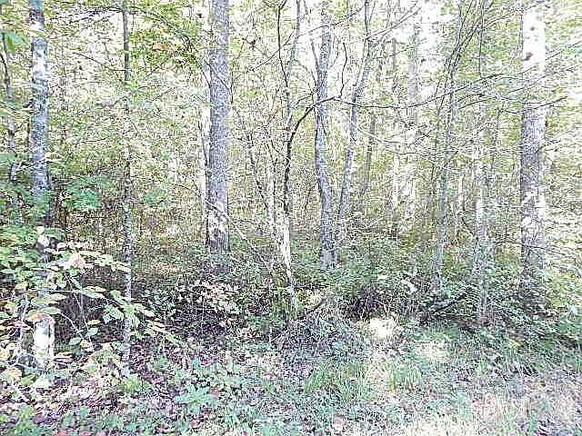 woods1