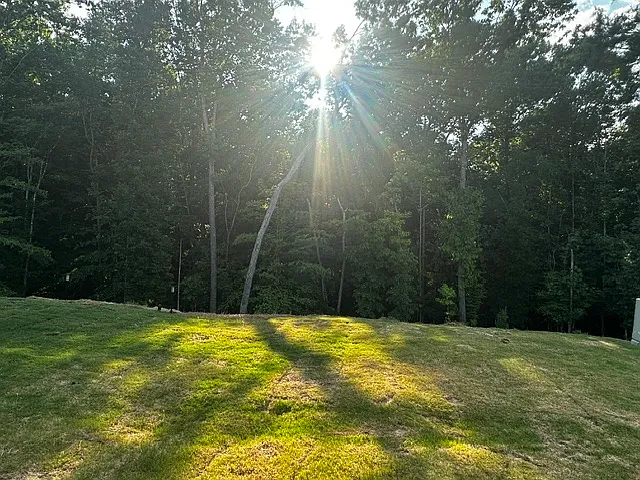 Backyard, facing the woods.