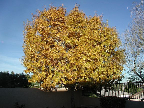 Backyard Tree